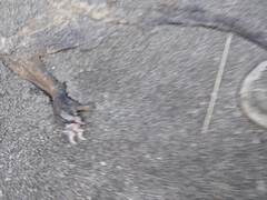 Didelphis pernigra