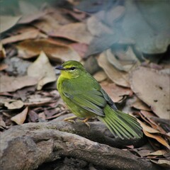 Myiothlypis flaveola