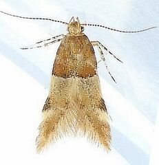 Theisoa constrictella