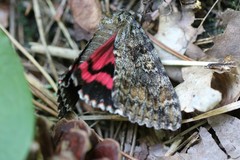 Catocala sponsa