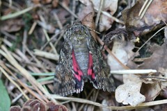 Catocala sponsa