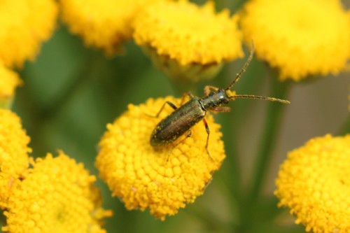 Žaliasis Laibavabalis nuotrauka