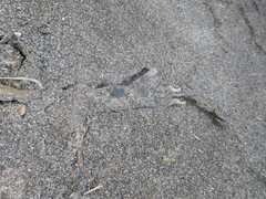 Didelphis pernigra