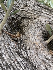 Olea europaea