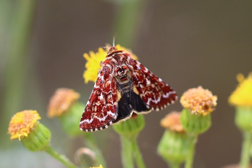 Beautiful Yellow Underwing, Ede, Nederland, photo 6 of 10