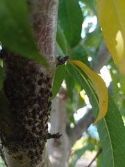 Pterochloroides persicae