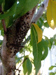 Pterochloroides persicae