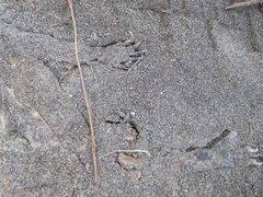 Didelphis pernigra