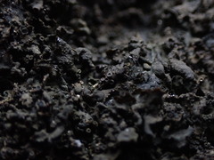 Blennothallia fecunda