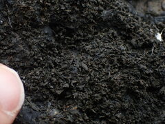 Blennothallia fecunda