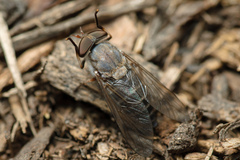 Leucotabanus annulatus