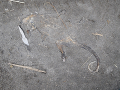Didelphis pernigra