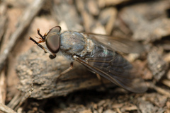 Leucotabanus annulatus