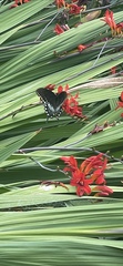 Papilio troilus