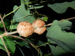Callirhytis seminator