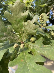 Quercus robur