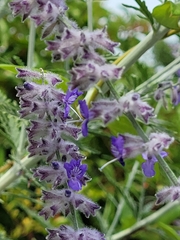 Salvia yangii