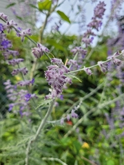 Salvia yangii