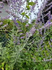 Salvia yangii