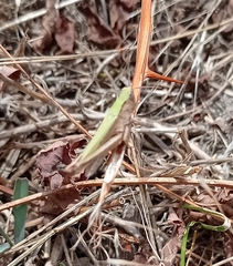 Chorthippus dorsatus