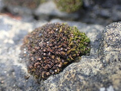 Schistidium maritimum