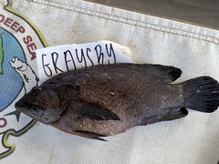 Cephalopholis cruentata