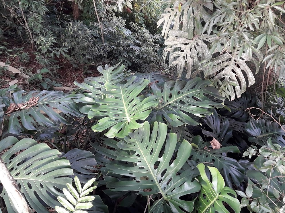 Monstera deliciosa
