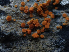 Polycauliona luteominia
