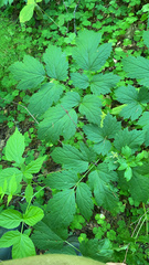 Actaea spicata