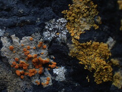 Polycauliona luteominia
