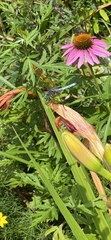 Pachydiplax longipennis