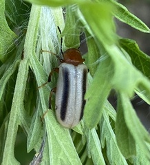 Zonitis bilineata