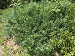 Amsonia illustris