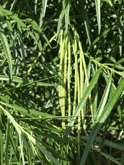 Amsonia illustris