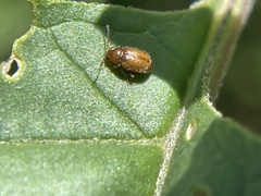 Epitrix flavotestacea