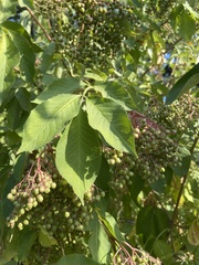 Sambucus nigra
