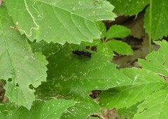 Gnamptopelta