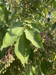 Sambucus nigra