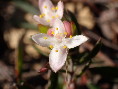 Lachnaea burchellii (Lachnaea burchellii)
