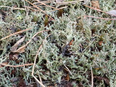 Cladonia crispata