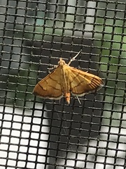Orphanostigma haemorrhoidalis