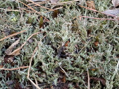 Cladonia crispata