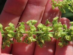 Rumex