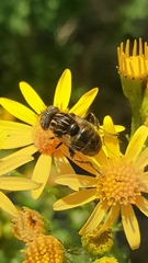 Eristalinus sepulchralis