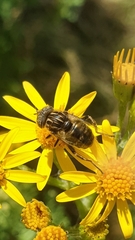 Eristalinus sepulchralis