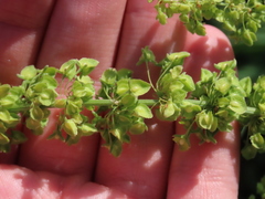 Rumex