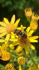 Eristalinus sepulchralis