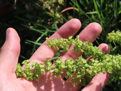Rumex