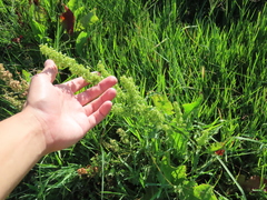 Rumex