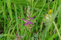 Dalea pogonathera